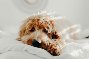 Алергия към храната при кучетата: Как да разпознаем и справим с проблема фото