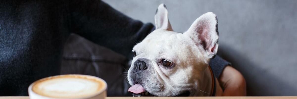 10 Опасни Грешки при Хранене на Кучето, Които Всеки Собственик Трябва да Избегне фото