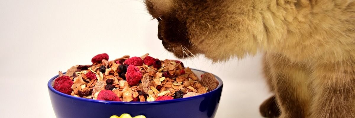 11 съвета за правилно и балансирано хранене на вашата котка фото