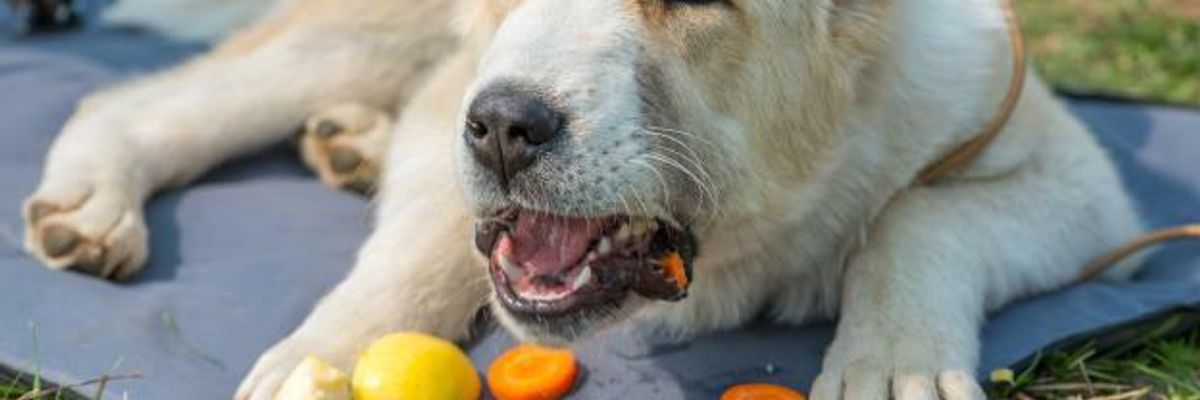 5 плодове и зеленчуци важни за храненето на кучето фото