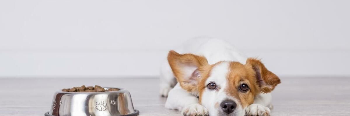 Изборът на най-добрата храна за малките кучета: съвети и препоръки за отговорно хранене фото