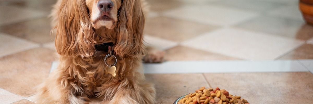 Изборът на перфектната храна за Вашето куче: Водач за суха, мокра и висококачествена храна фото