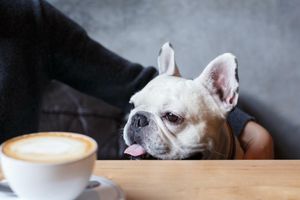 10 Опасни Грешки при Хранене на Кучето, Които Всеки Собственик Трябва да Избегне фото