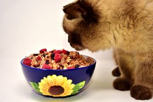 11 съвета за правилно и балансирано хранене на вашата котка фото