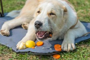 5 плодове и зеленчуци важни за храненето на кучето фото