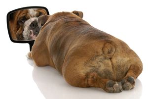 Как да запазим нашите четириноги приятели от прекомерно напълняване: Съвети за балансирана диета за кучета фото