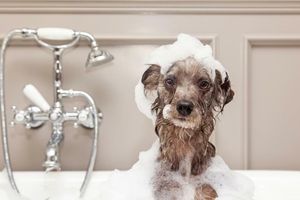 Съвети за къпане на куче: Как да направим този момент удоволствие за вас и вашия любимец фото