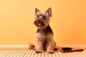 Здрава кожа и бляскава козина: Вашият пътеводител за грижата за кучето фото
