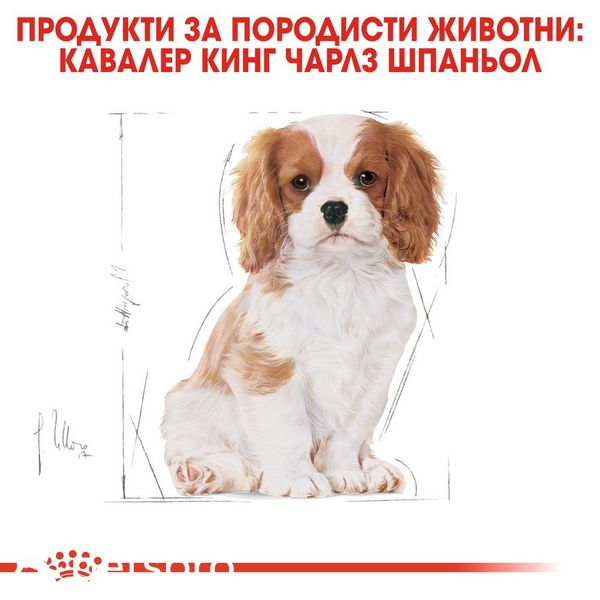 Храна Royal Canin BHN Cavalier King Charles Puppy - 1,5 кг 00000002527 снимка