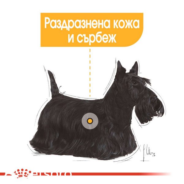 Храна Royal Canin CCN Mini Dermacomfort, 1 кг 00000002588 снимка