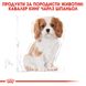 Храна Royal Canin BHN Cavalier King Charles Puppy - 1,5 кг 00000002527 снимка 2