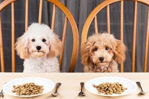 Коя е най-добрата кучешка храна? Ръководство за избор на качествено хранене за вашето куче фото