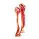 Лакомство Best Bone with Prosciutto Mini - 2шт 00000005873 снимка 1
