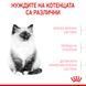 Храна Royal Canin FHN Kitten, 10 кг 00000002672 снимка 2