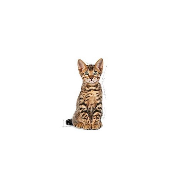 Корм Royal Canin FHN Kitten Sterilised, 400 гр 00000002674 фото