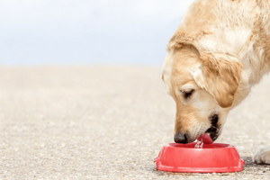 Подобряване храносмилането на кучето за здрава имунна система фото