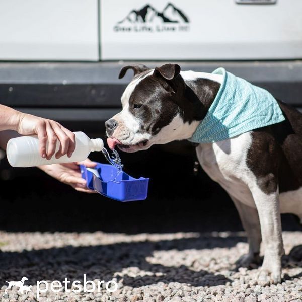 Бутилка за вода Nobby Travelling water bottle, 250 мл 00000002868 снимка