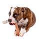 Играчка Ferplast Goodbite Natural Beef Bone - 2 бр, M 00000008351 снимка 3