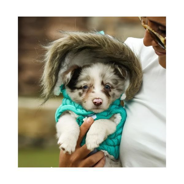 Куртка Freedog Pooch Coat Turquiose, 50 cm 00000009500 фото
