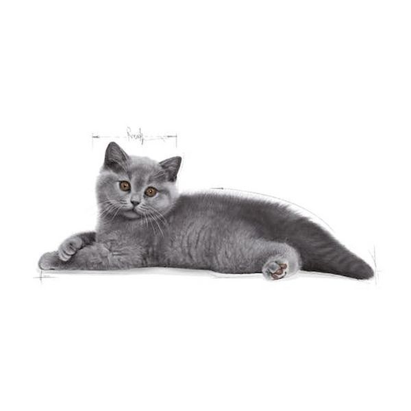 Храна Royal Canin FBN British Shorthair Kitten, 2 кг 00000002611 снимка