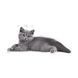 Храна Royal Canin FBN British Shorthair Kitten, 2 кг 00000002611 снимка 2