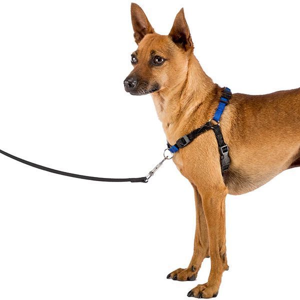 Нагръдник Ferplast Coach Harness Blue, M 00000004724 снимка