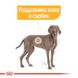 Храна Royal Canin CCN Maxi Dermacomfort - 12 кг 00000002574 снимка 2