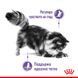 Храна Royal Canin FCN Appetite Control Care, 2 кг 00000002629 снимка 2