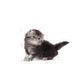 Храна Royal Canin FBN Persian Kitten, 400 гр 00000002623 снимка 2