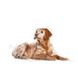 Храна Royal Canin SHN Medium Ageing 10+ - 15 кг 00000002725 снимка 3