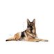Храна Royal Canin SHN Maxi Ageing 8+ - 15 кг 00000002717 снимка 2