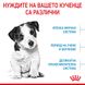 Храна Royal Canin SHN Puppy - Mini, 4 кг 00000002747 снимка 2