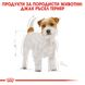 Храна Royal Canin BHN Jack Russell Terrier Adult - 1,5 кг 00000002550 снимка 2