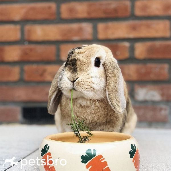 Миска Nobby Ceramic feeding trough "CARROT", 250 мл 00000003179 фото
