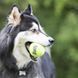 Играчка Kong Air Squeaker Tennis Ball Bulk, XL 00000009784 снимка 2