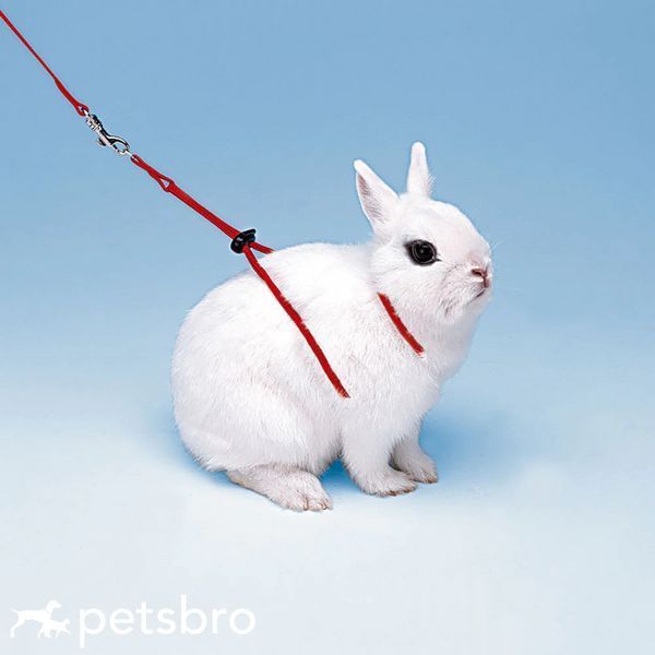 Шлея Ferplast NY Rab Harness Rabbits Red - 120 см 00000004949 фото