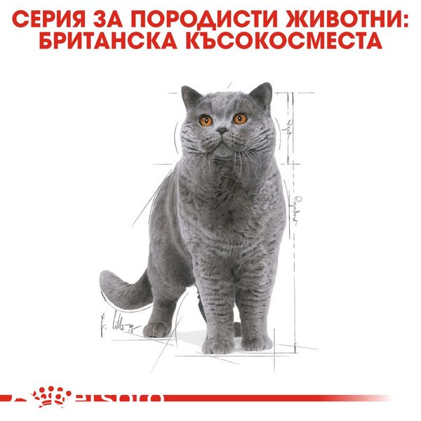 Храна Royal Canin FBN British Shorthair Adult - 12х85 гр 00000002609 снимка