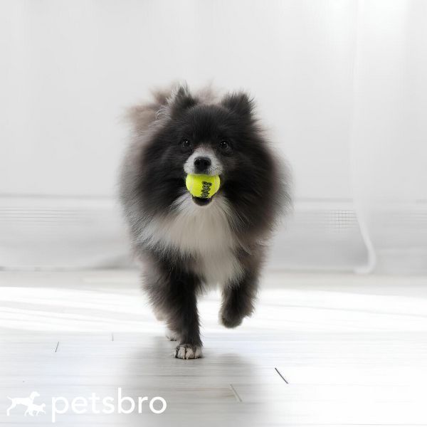 Играчка Kong Air Squeaker Tennis Balls, L 00000009787 снимка