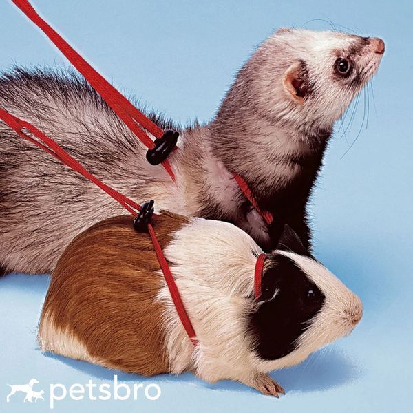 Шлея Ferplast NY Rod Harness Rodents Red - 120 см 00000004950 фото