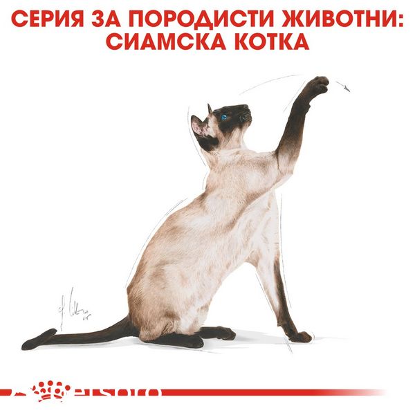 Храна Royal Canin FBN Siamese Adult - 10 кг 00000002625 снимка