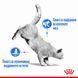 Храна Royal Canin FCN Light Weight Care, 1,5 кг 00000002646 снимка 3