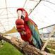 Играчка Kong for Small Animal Small 00000009834 снимка 2