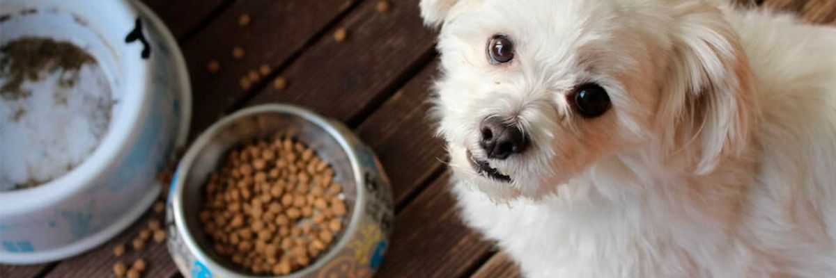 Открийте най-добрата храна за кучета с алергии: Вашето ръководство от Petsbro фото