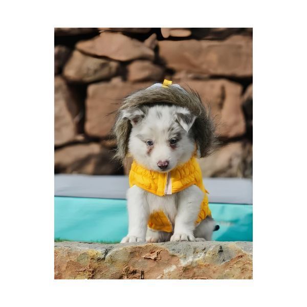 Куртка Freedog Pooch Coat Yellow, 25 cm 00000009506 фото
