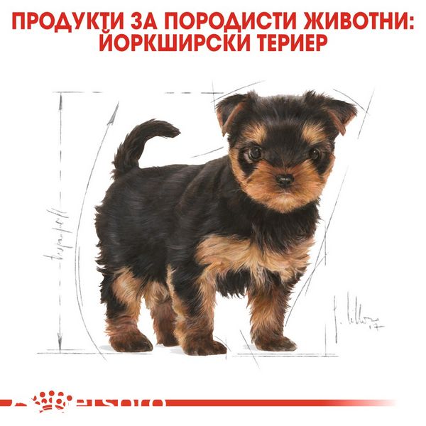 Храна Royal Canin BHN Yorkshire Terrier Puppy, 1,5 кг 00000002570 снимка