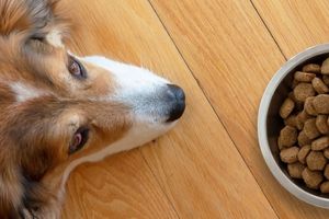 Топ 10 марки на качествена храна за кучета: Нашият избор за вашите четириноги приятели фото