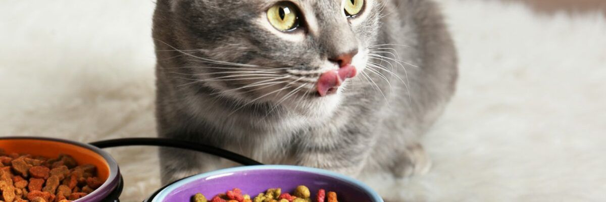 8 Качествени марки храна за котки фото