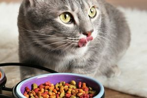 8 Качествени марки храна за котки фото