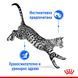 Храна Royal Canin Indoor Sterilized - 12х85 гр 00000002703 снимка 2