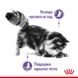 Храна Royal Canin FCN Appetite Control Care - 12х85 гр 00000002632 снимка 2